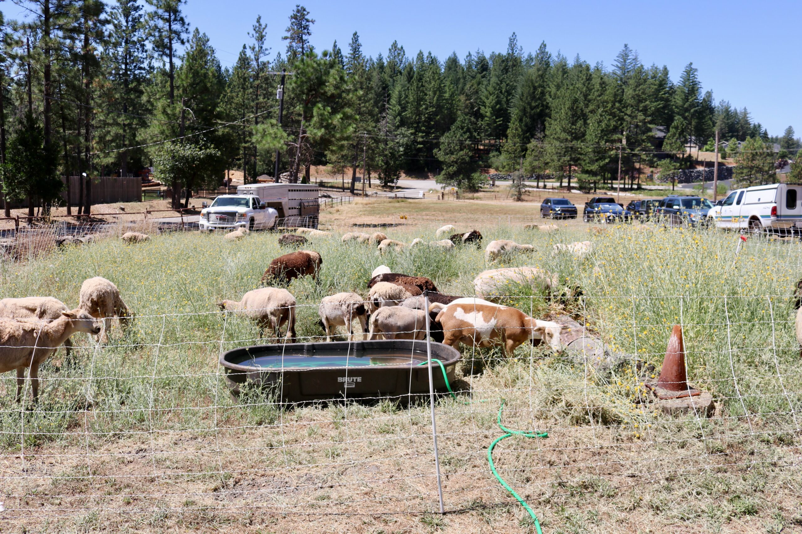 Grazing animal demonstration at the NUKU Land and Infrastructure Expo